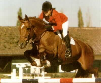 Apple De River - French Showjumping Stallion